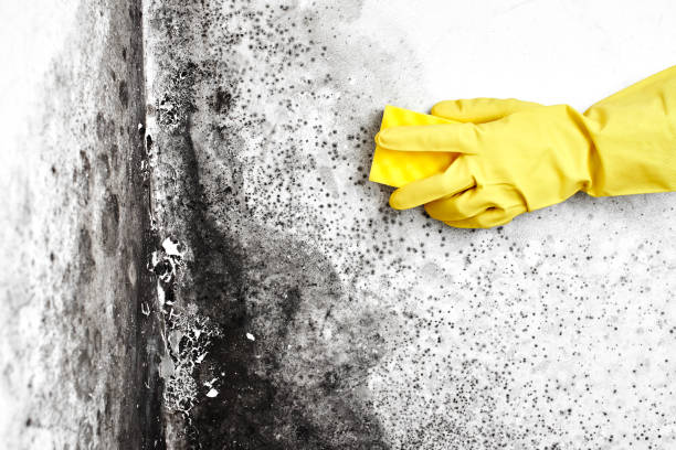 Crawl Space Mold Removal in Smethport, PA