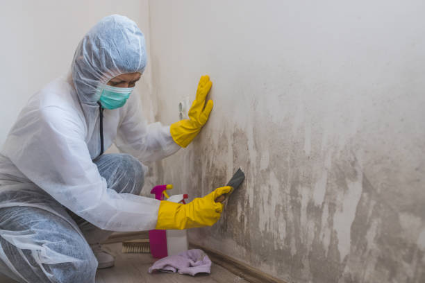 Home Mold Removal in Smethport, PA