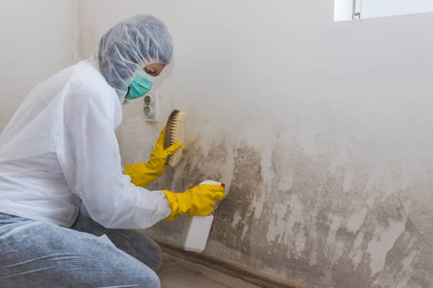 Best Mold Cleaning Services  in Smethport, PA