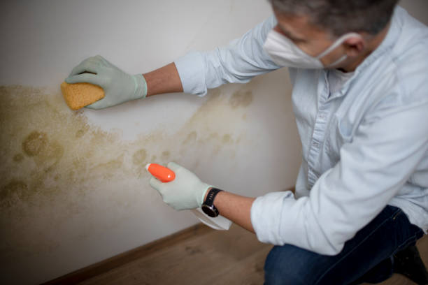 Best Toxic Mold Removal  in Smethport, PA