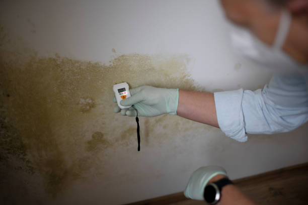 Best Certified Mold Removal  in Smethport, PA