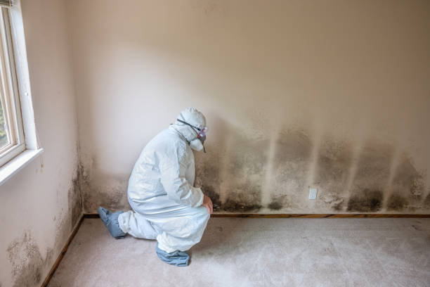Best Fast Mold Removal  in Smethport, PA