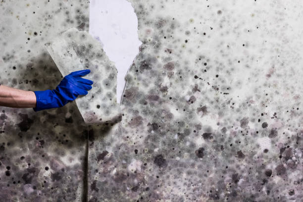 Best Mold Damage Repair  in Smethport, PA